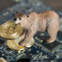 A bear holding bitcoin in its mouth 