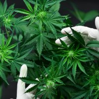 A pair of gloved hands hold the tip of a cannabis plant