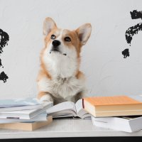Corgi dog sitting before piles of books, with questions marks to the left and right of dog – Photo: Shutterstock