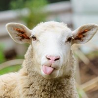 Image of a sheep sticking its tongue out