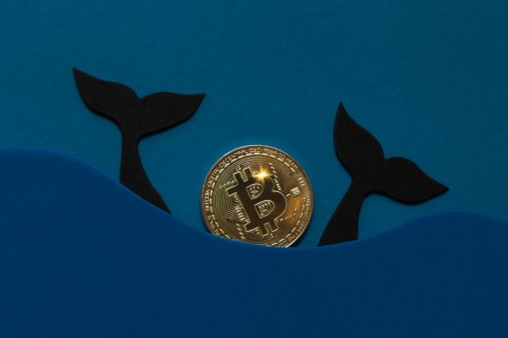 Кто такие киты в мире криптовалют