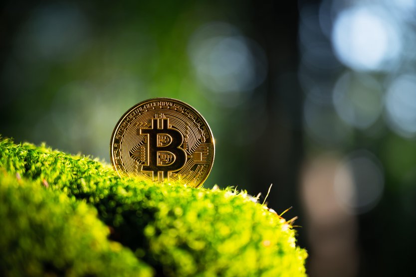 Golden bitcoin coin on lush green moss in summer forest