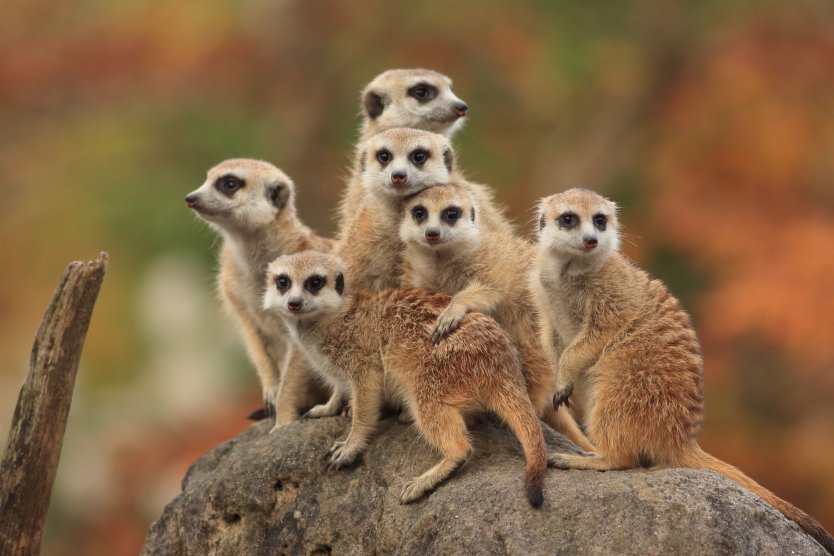 A group of meerkats