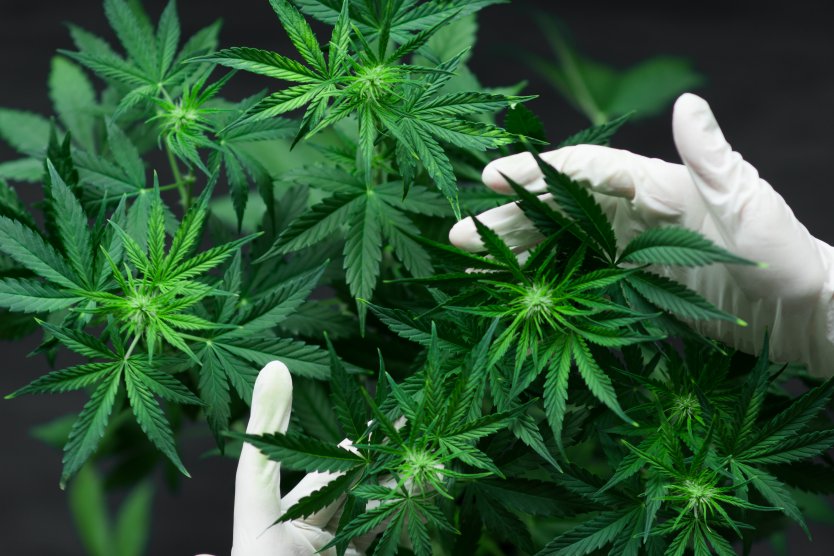 Acciones de Cannabis en las que Invertir