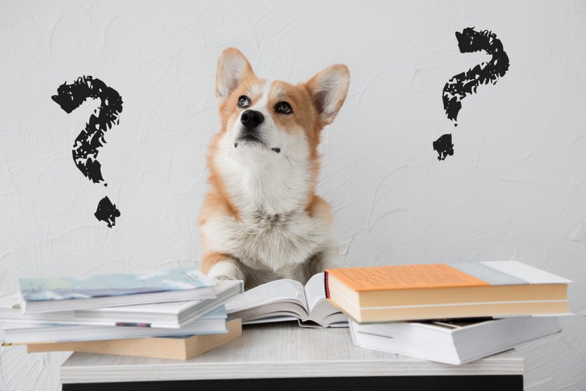 Corgi dog sitting before piles of books, with questions marks to the left and right of dog – Photo: Shutterstock
